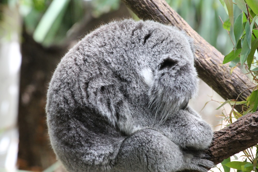 gray animal on tree