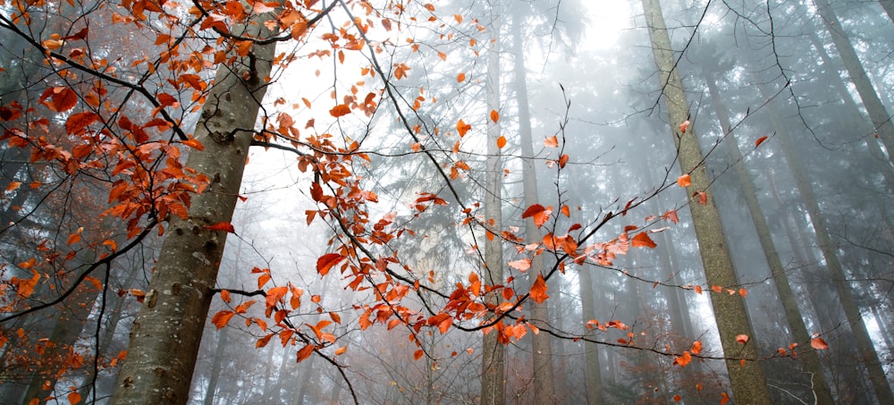 low-angled photography of green trees