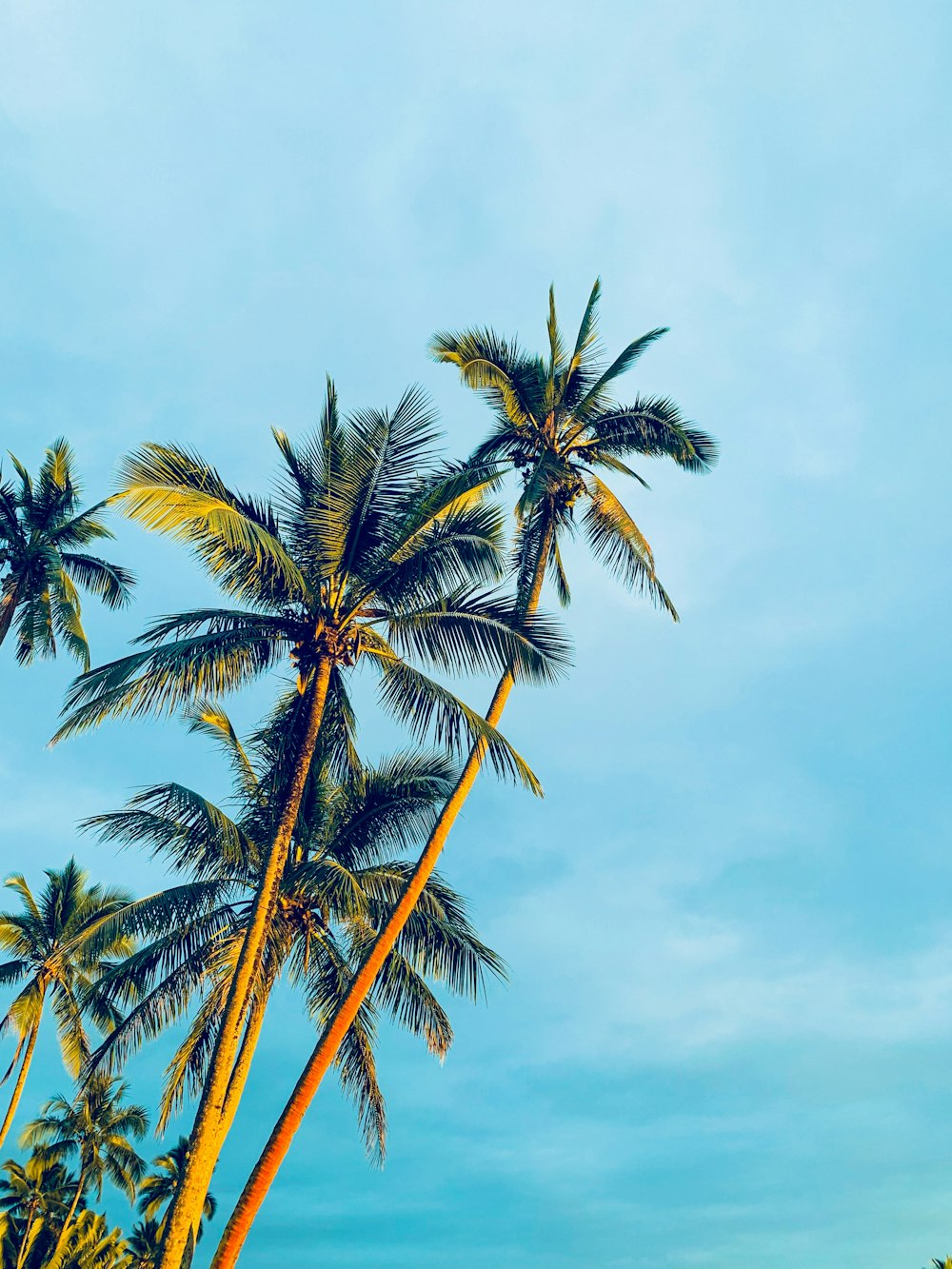 Kokospalmen tagsüber unter blauem Himmel