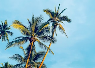 coconut trees under blue sky during daytime