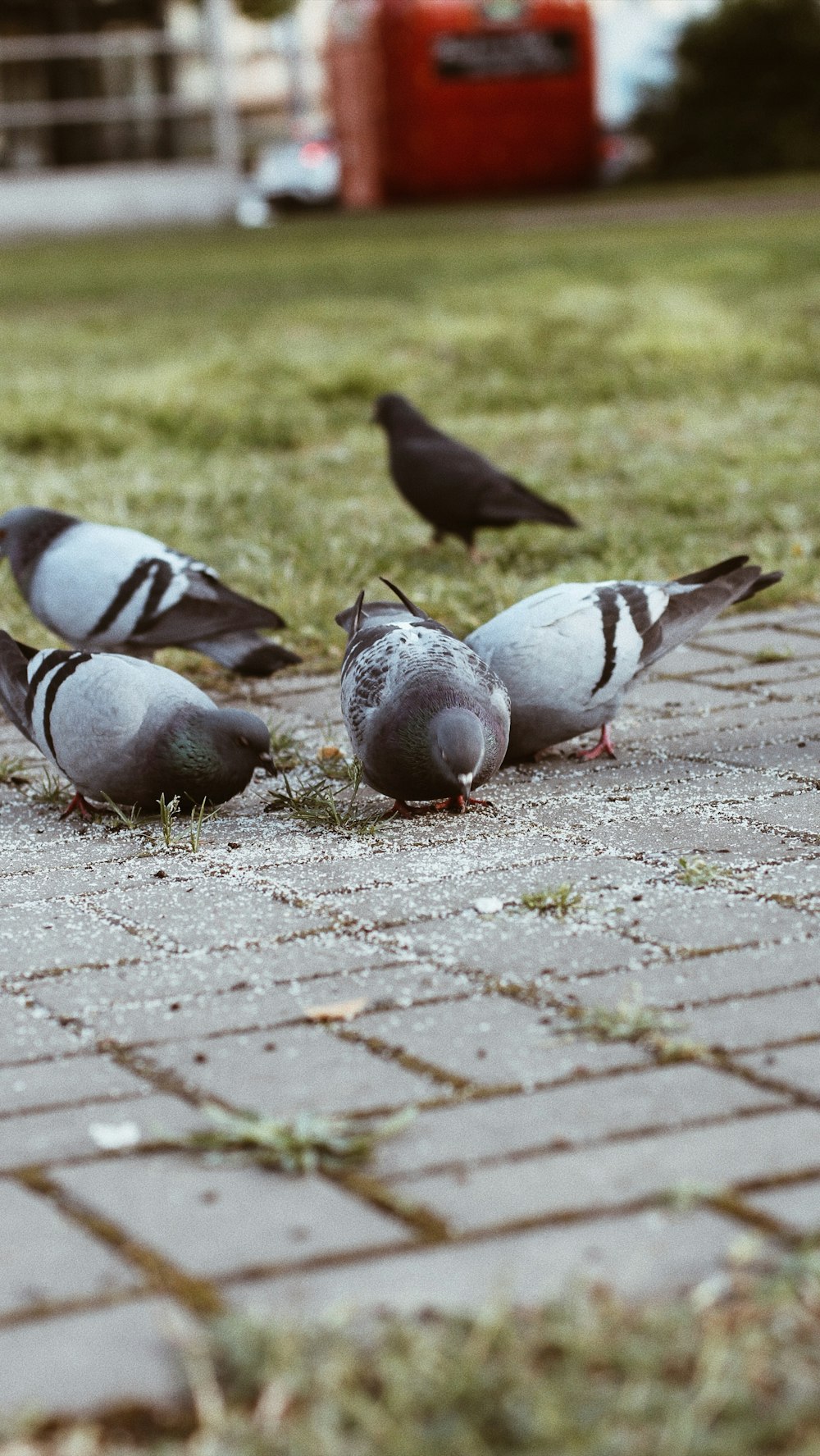 pigeon birds in green field