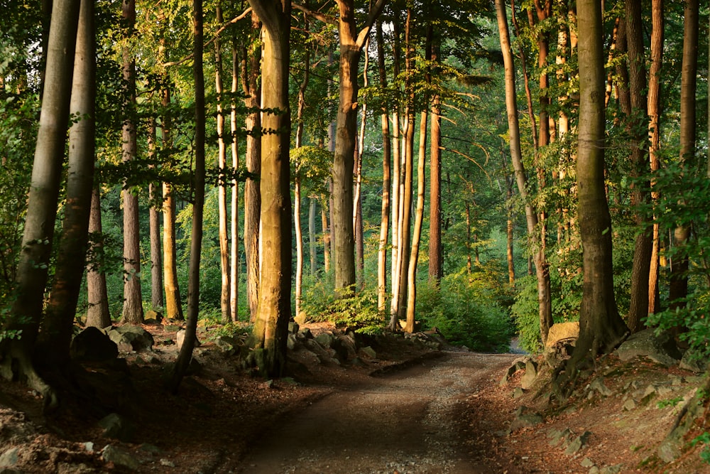 landscape photo of forest