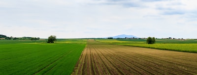 Vast agricultural land with plantations and livestock grazing.