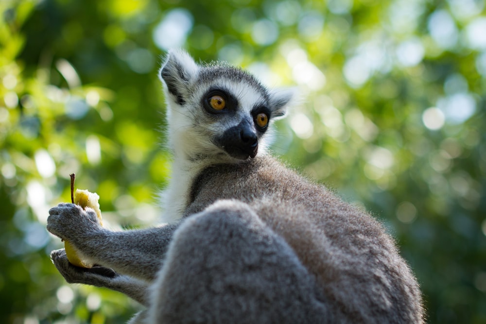 Weißer und brauner Lemur