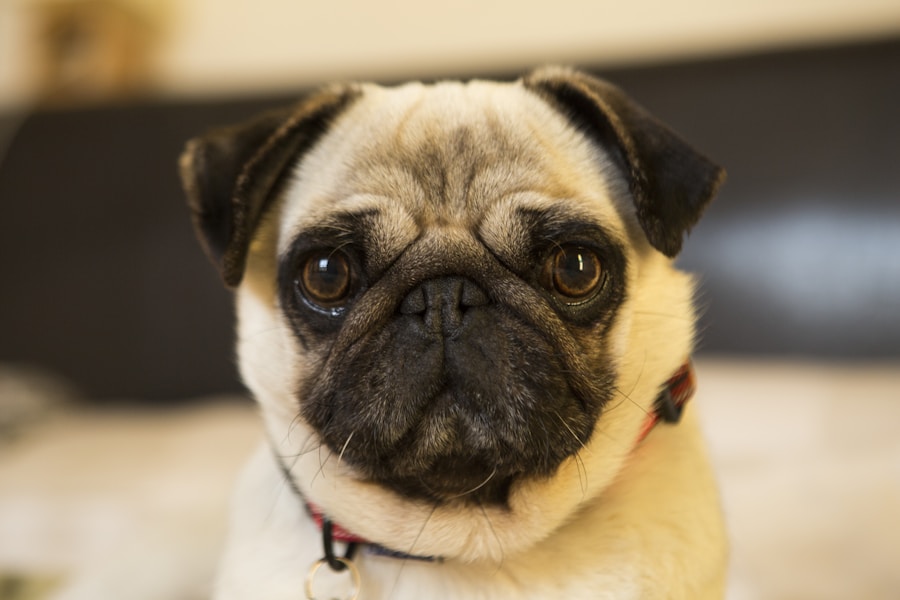 Pug Health Guide: Breathing Problems, Eyes and Keeping Your Pug Healthy