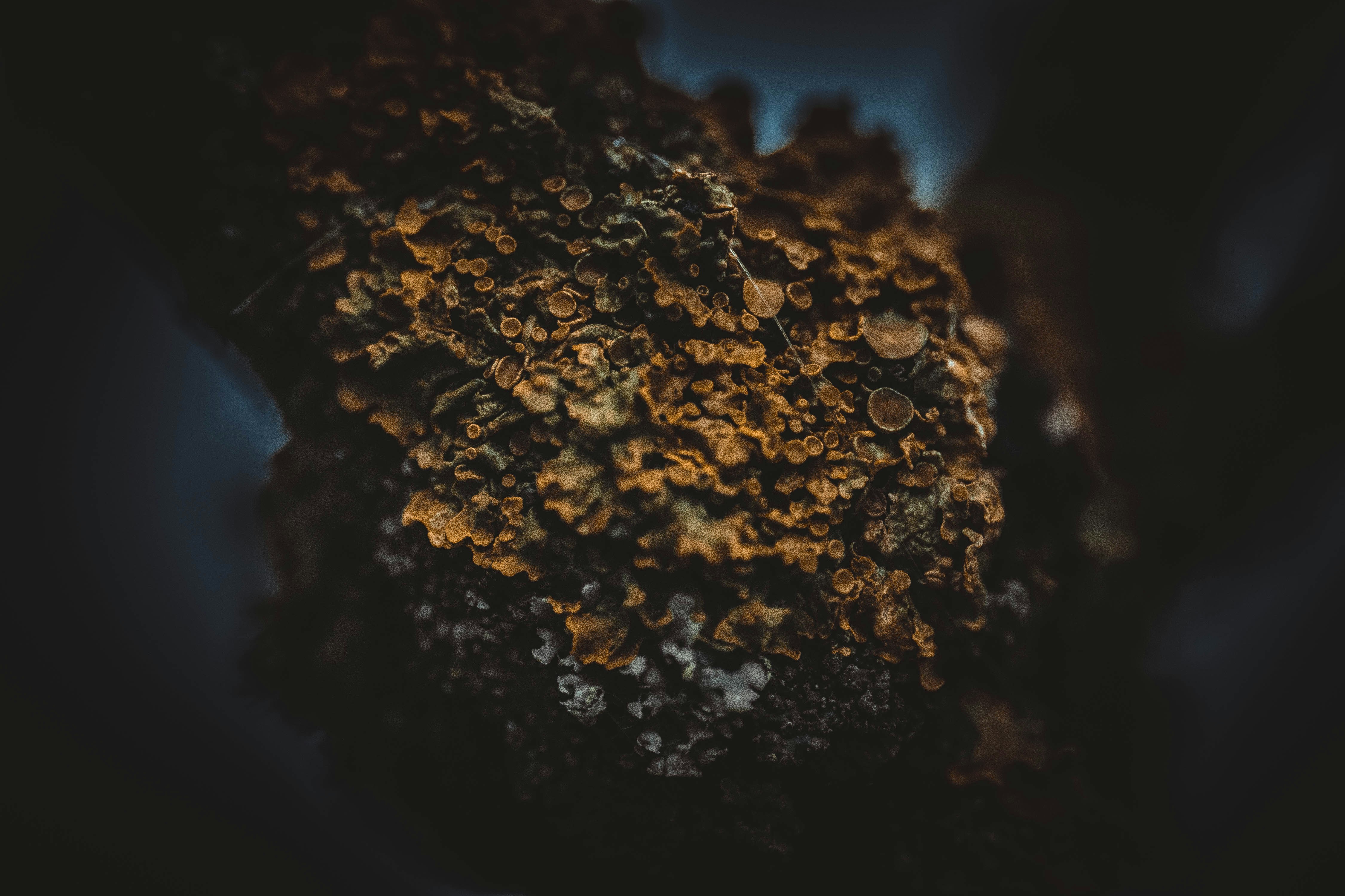close-up photo of coral rock