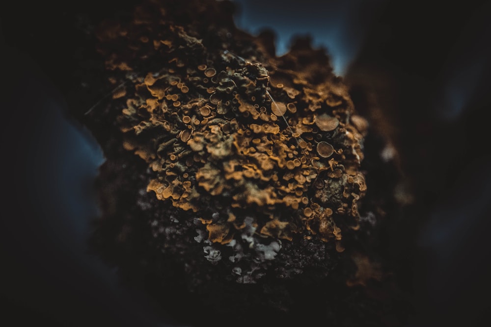 close-up photo of coral rock