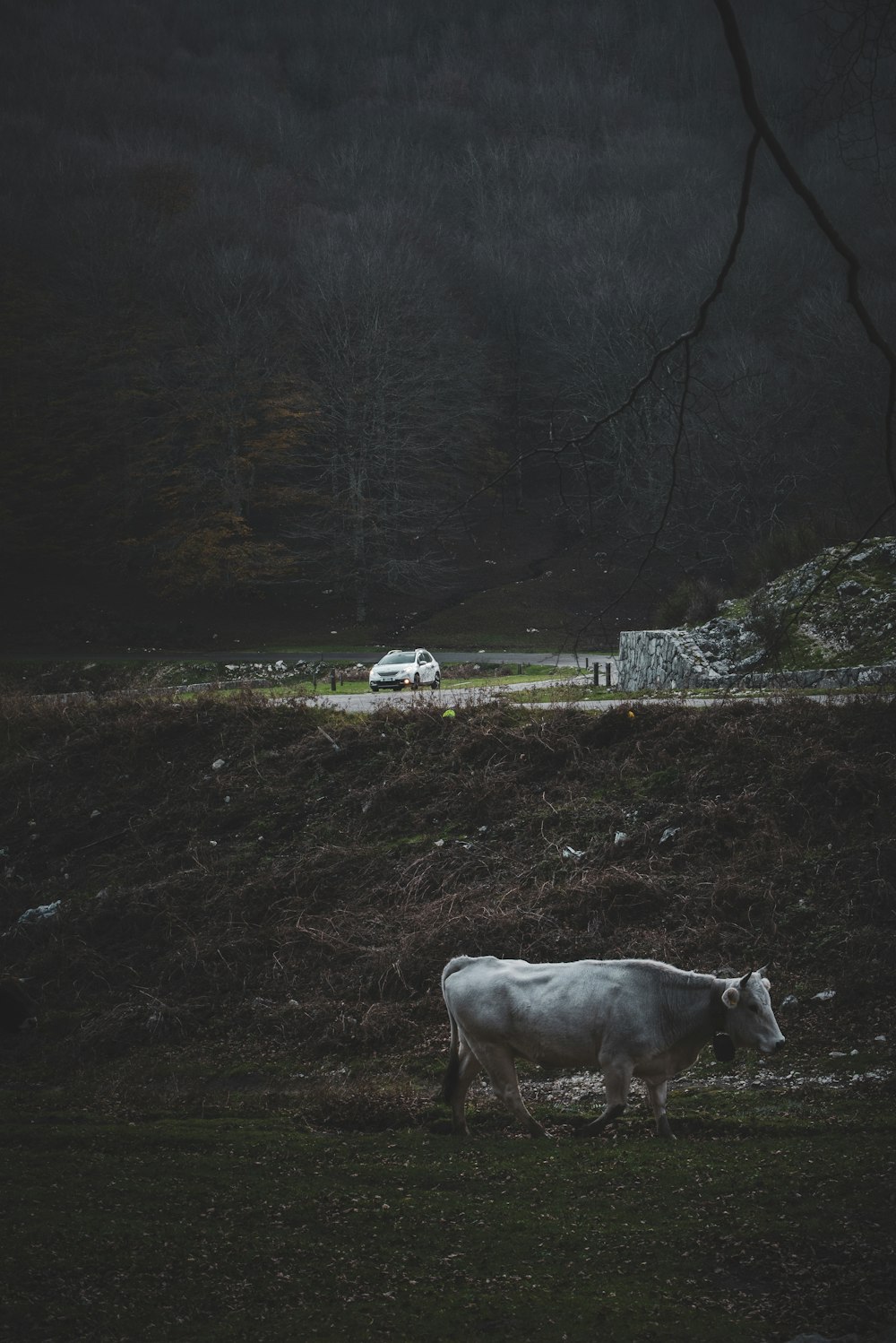 white cattle on green grass field