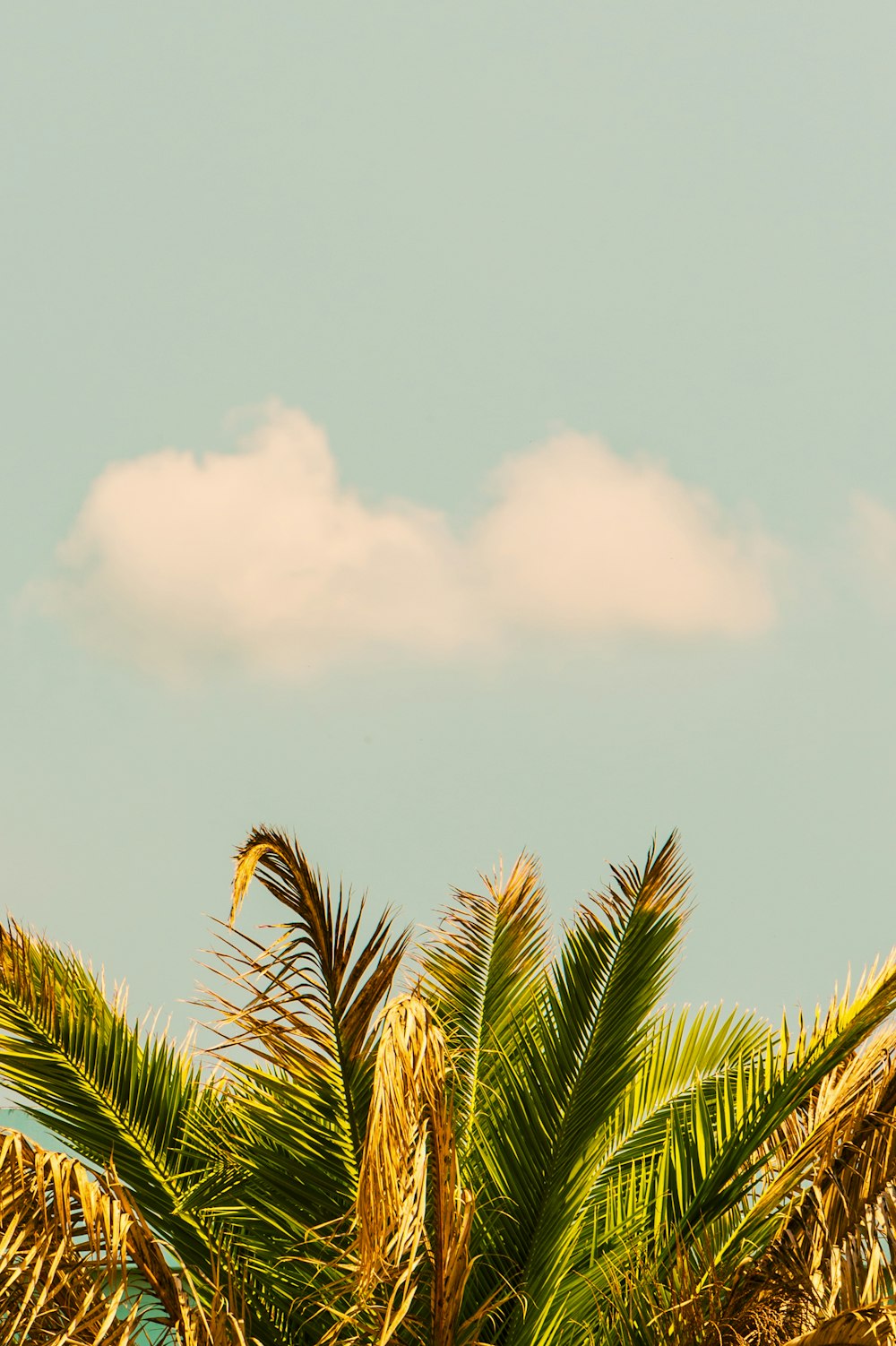 green coconut tree during daytime