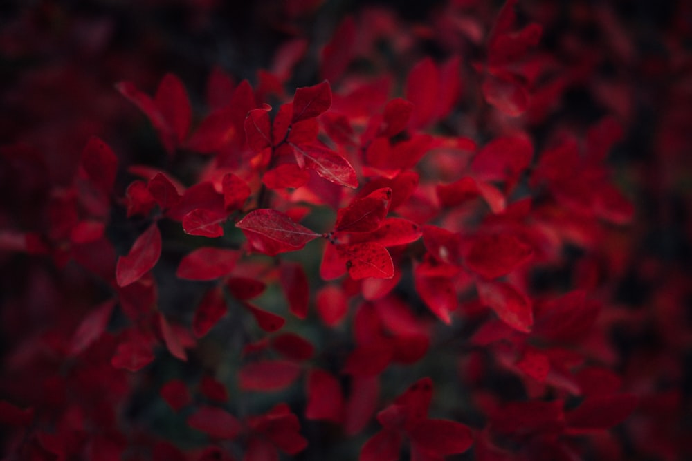 fiori dai petali rossi