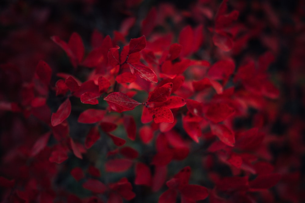 red petaled flowers