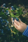 person holding blue berry