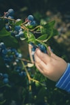 person holding blue berry