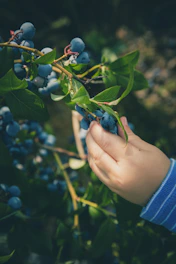 A close-up of hands gently harvesting ripe blueberries in a sunlit field.