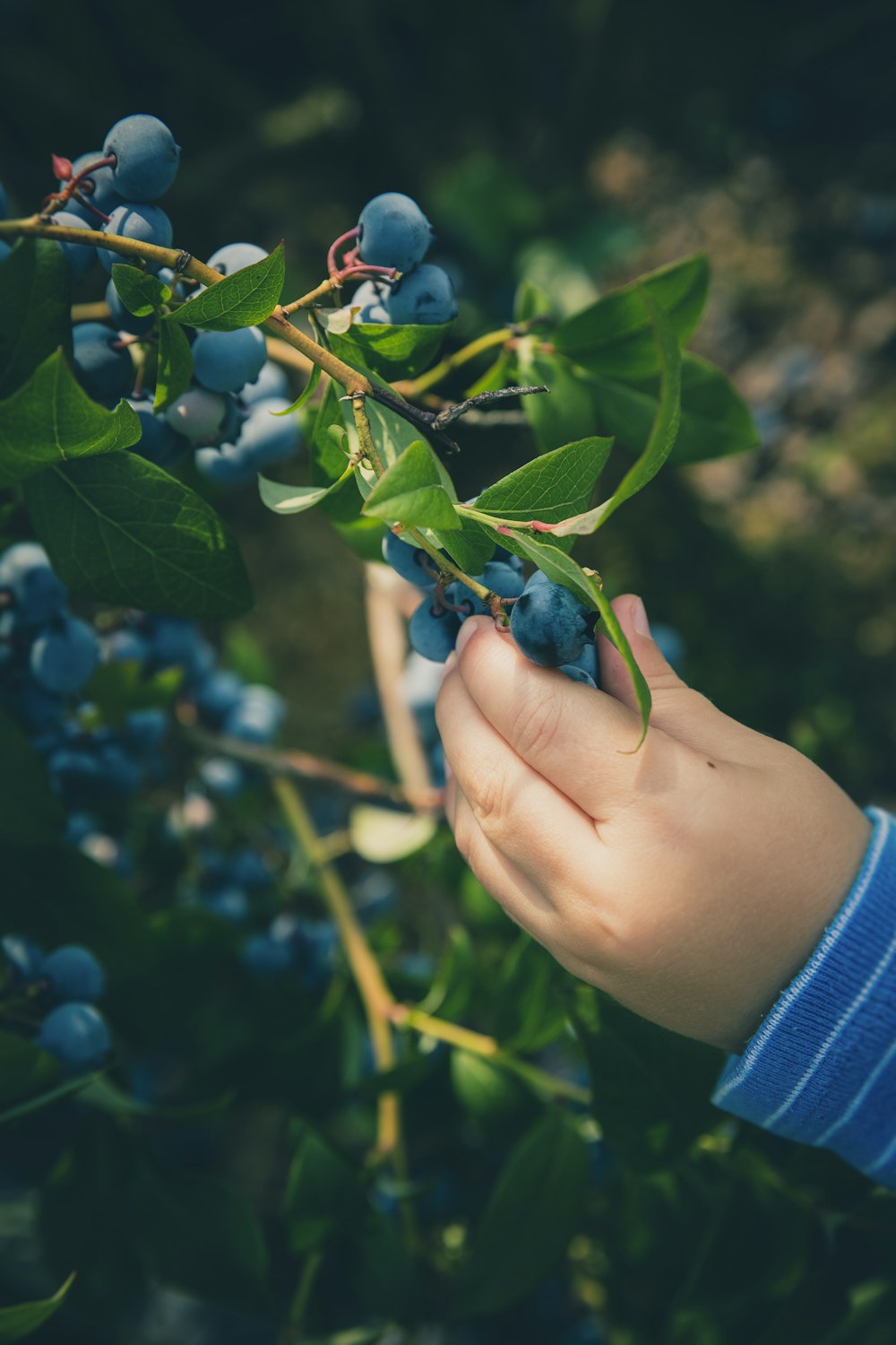 person holding blue berry