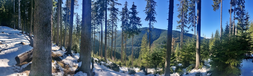 alti alberi verdi durante il giorno