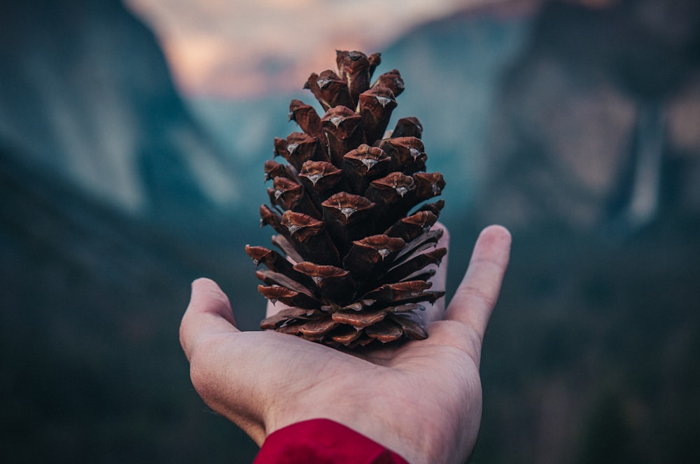 person holding pine cone