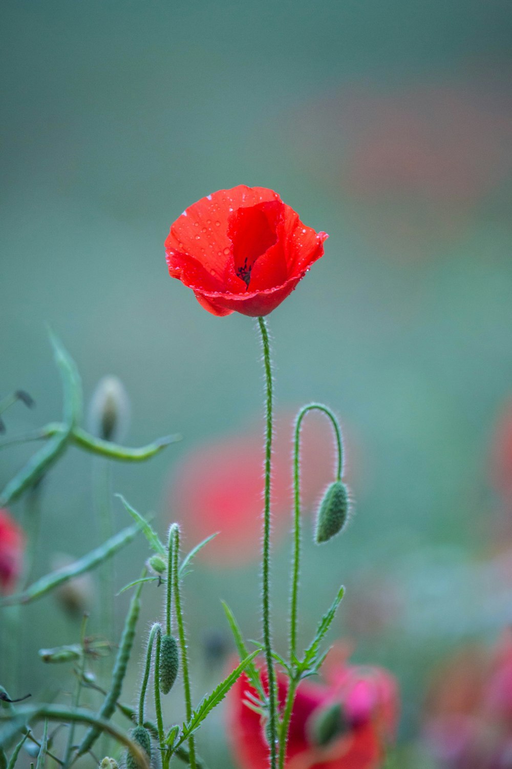 Fotografia de close-up de flor de pétala vermelha