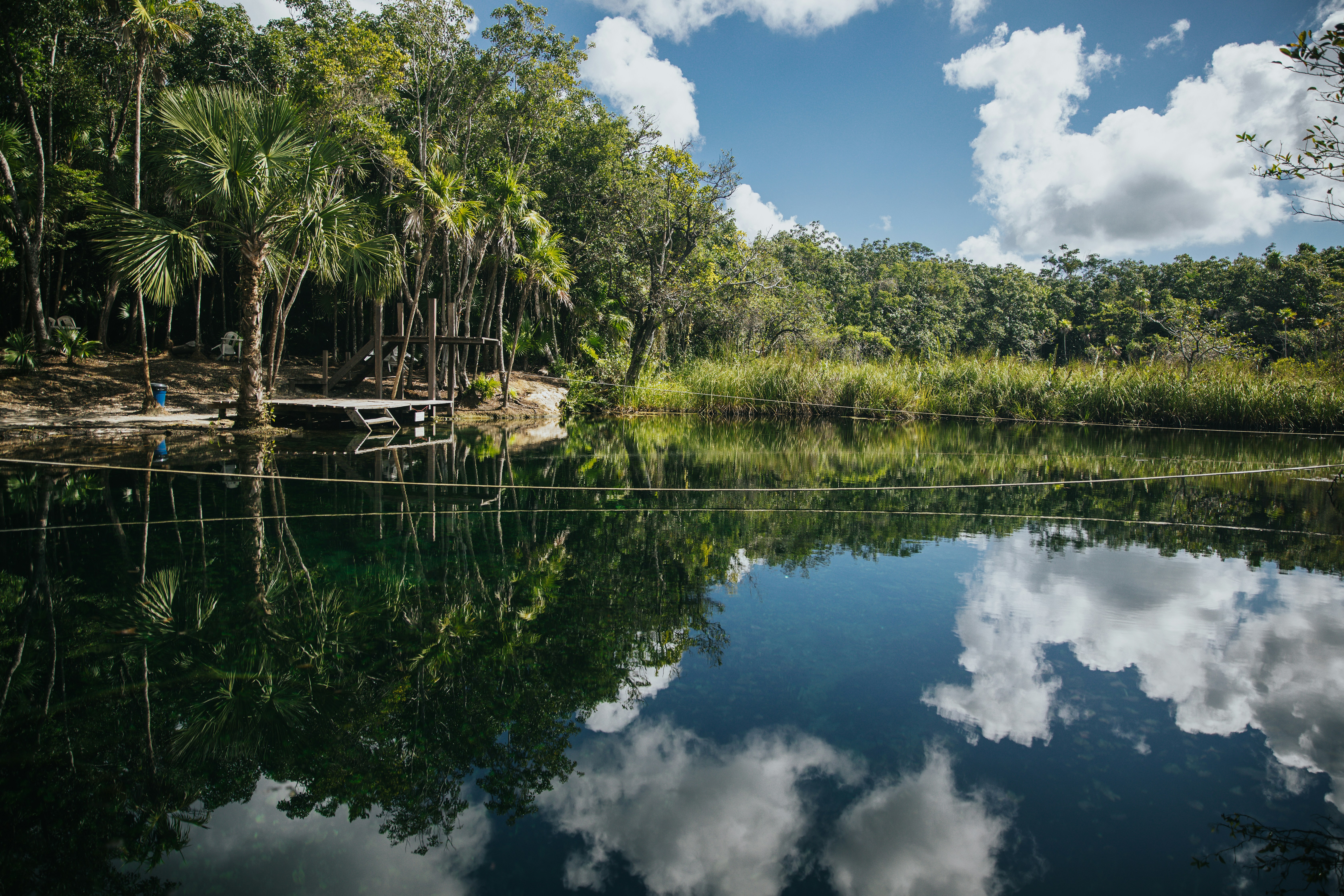 body of water surrounded with trees