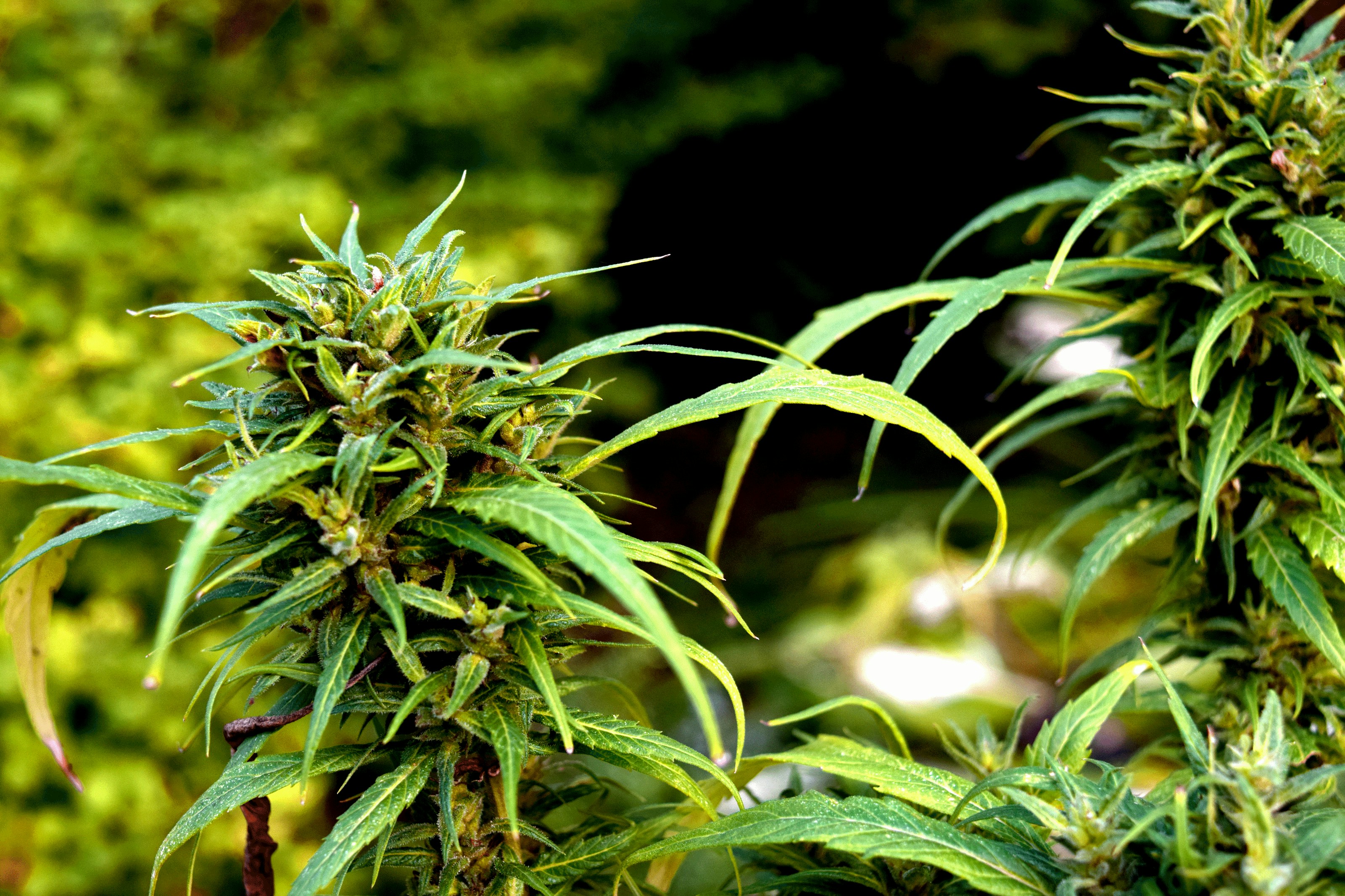 &quot;A nice sativa cannabis plant growing outside, loving the sun. This one had it bad.. was bitten and chewed by a groundhog but she managed to survive!&quot;