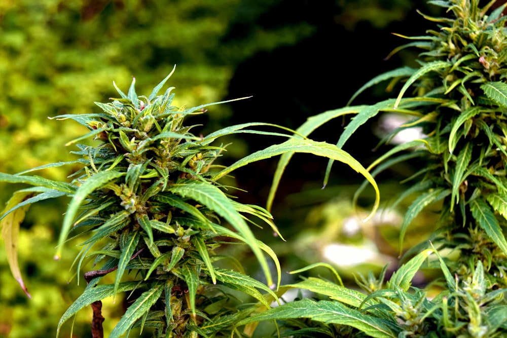 Photographie sélective de mise au point sélective de plante de cannabis vert