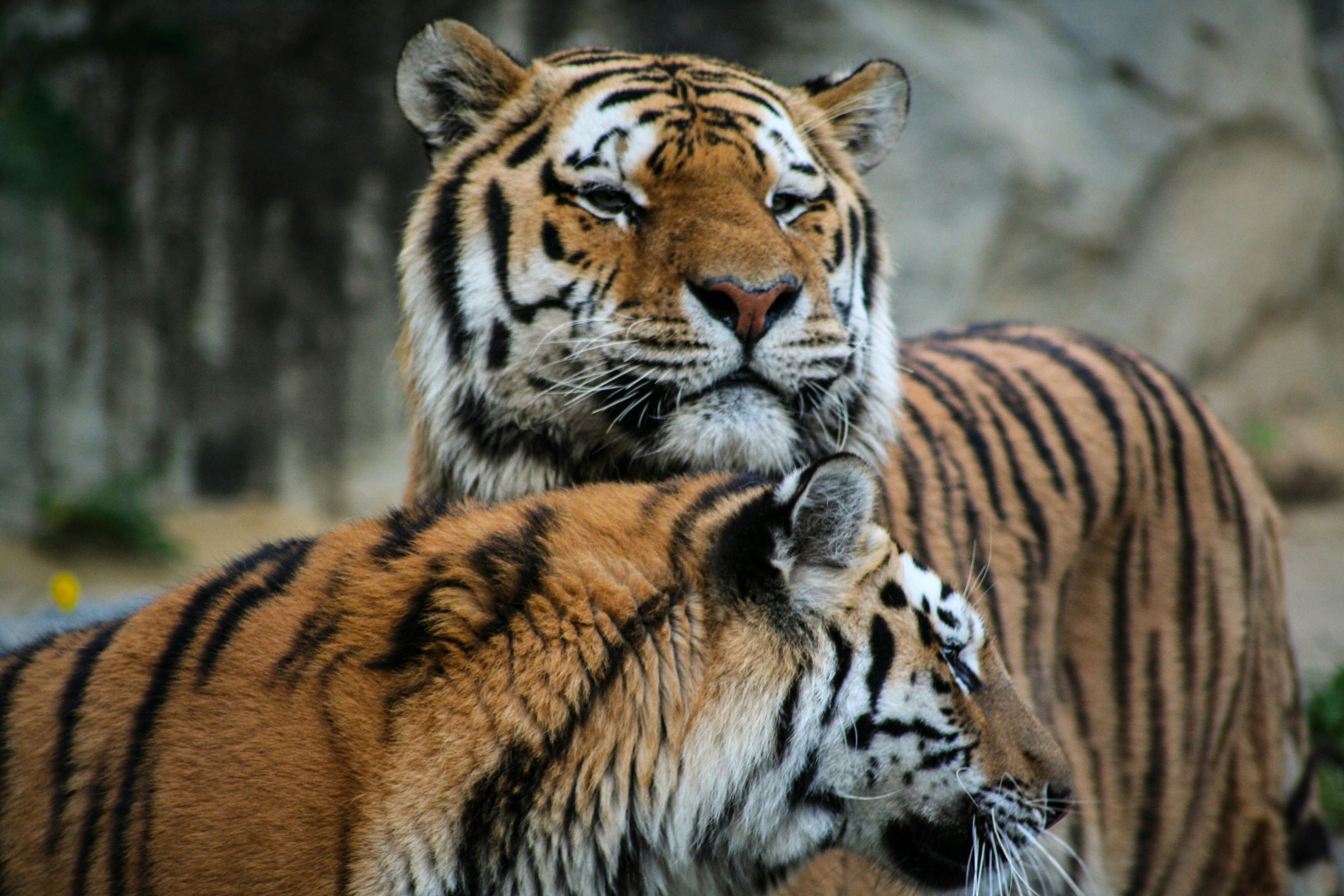 Tiger Cubs Bond With Mom Through Scent (image credits: unsplash)