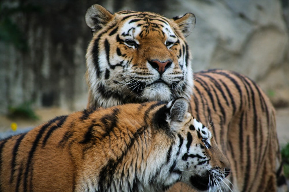 two brown-and-black tigers