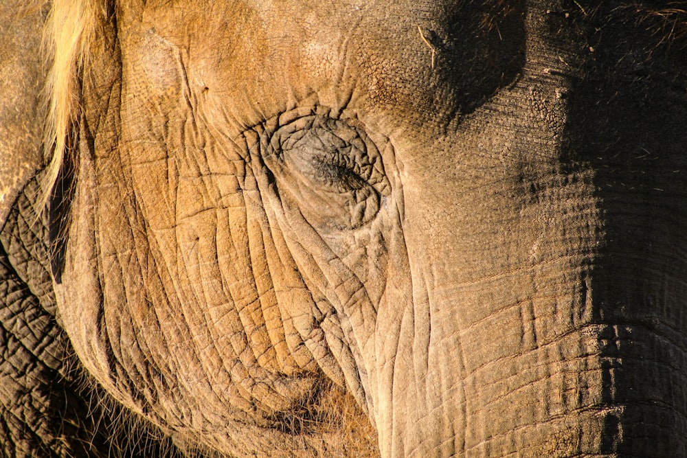 elephant close-up photography
