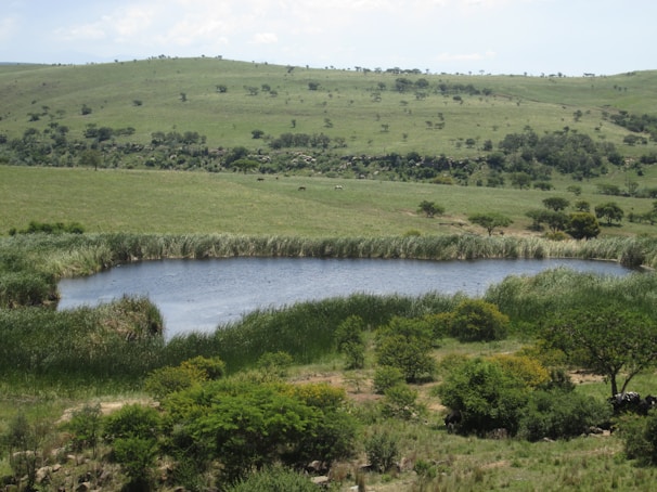 A peaceful farm landscape with a small pond and surrounding greenery.