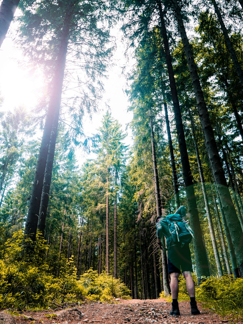 green-leafed trees