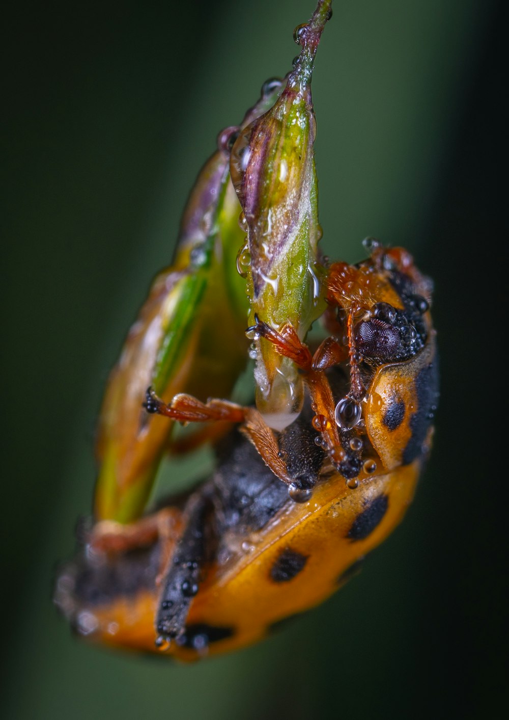 brown and black bug