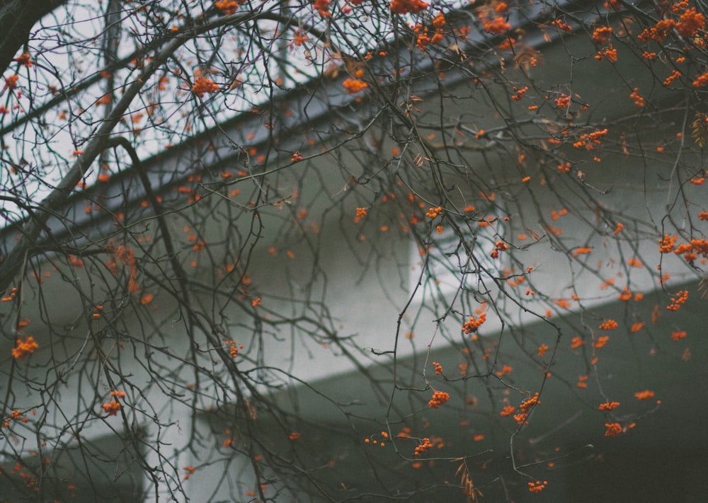 家の写真の近くのオレンジ色の花の木