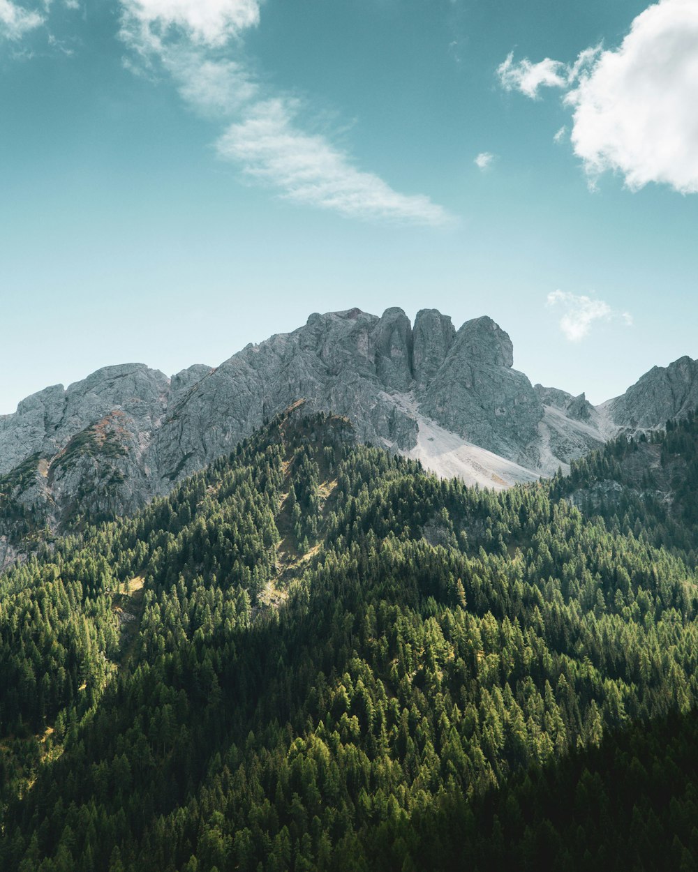 Bosque junto a las Montañas Rocosas durante el día