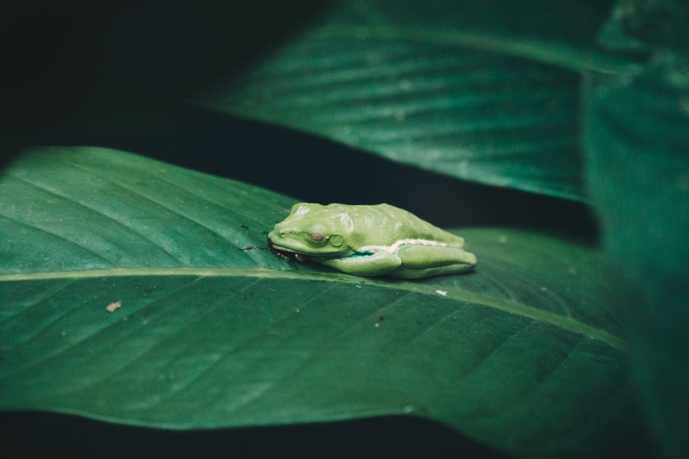 frog on leaf