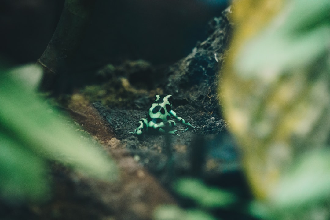 selective-focus photograph of frog