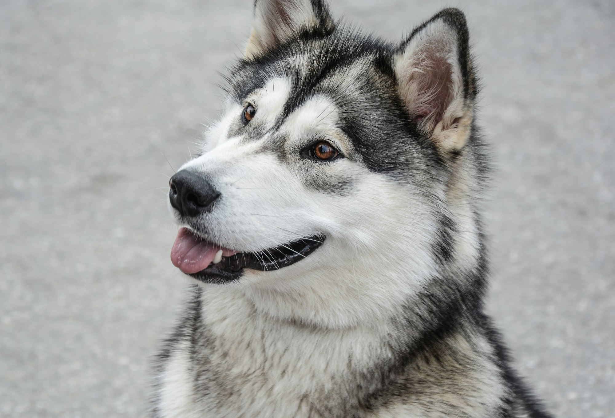 Alaskan Malamute Native American Dog