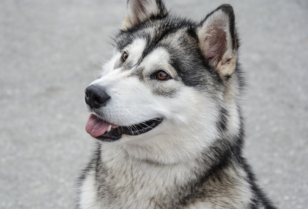 white and gray Siberian husky