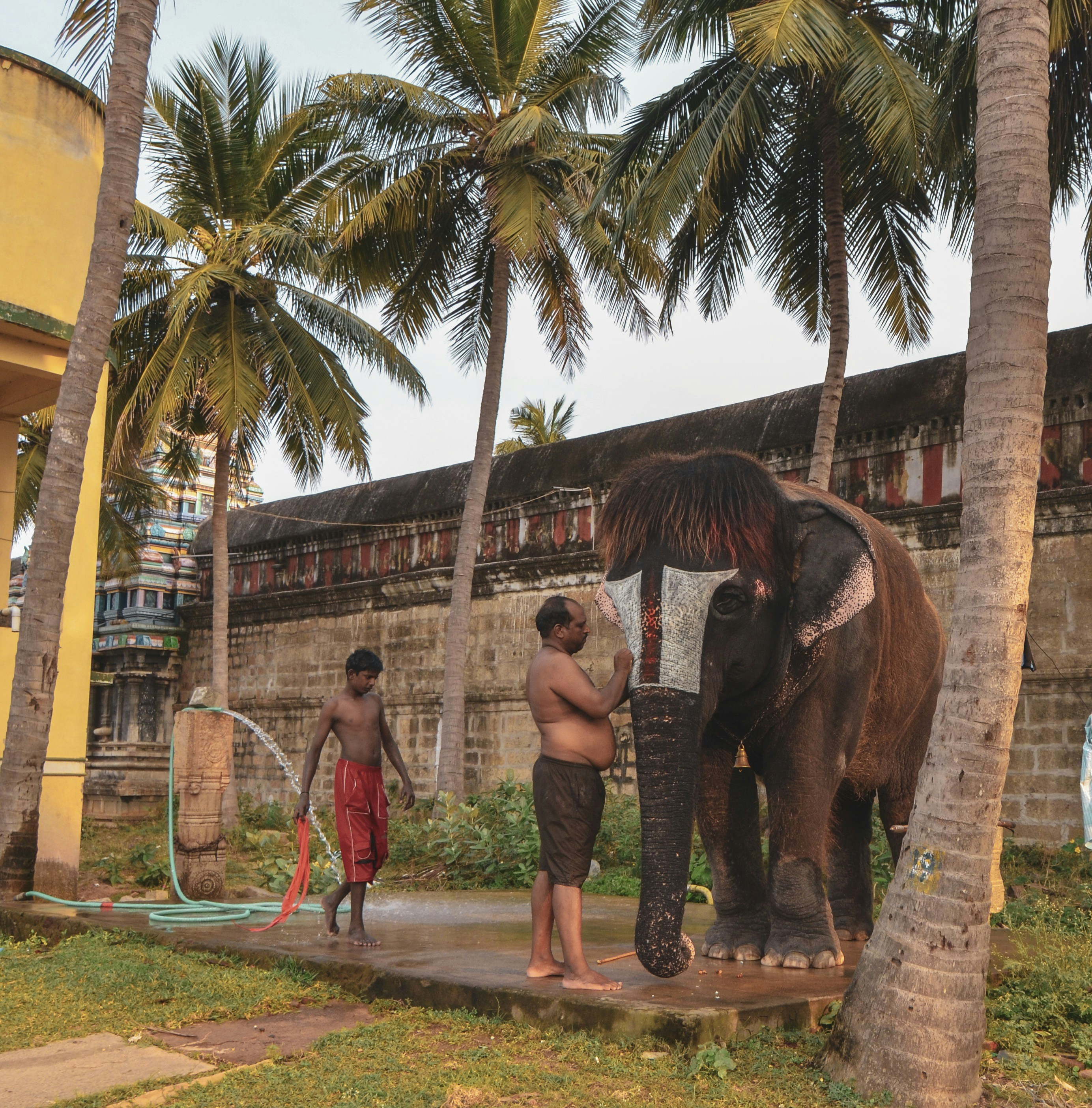 Pattaya Elephant Village photo 2