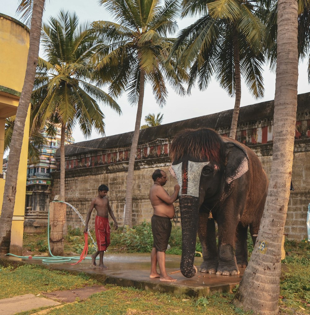 man painting trunk of elephant