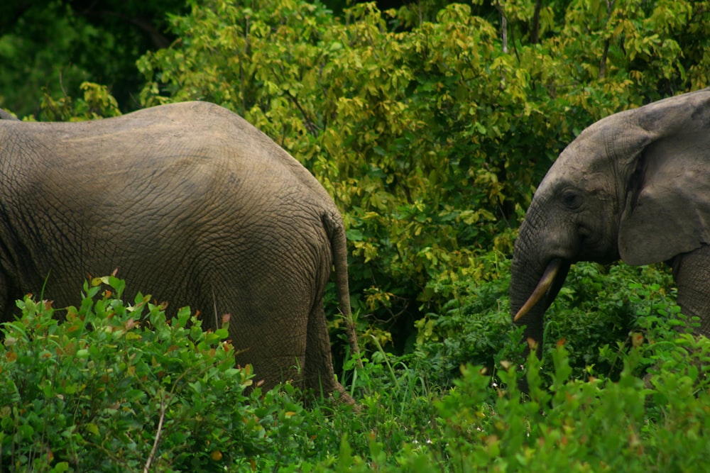 dois elefantes cinzentos em plantas verdes durante o dia
