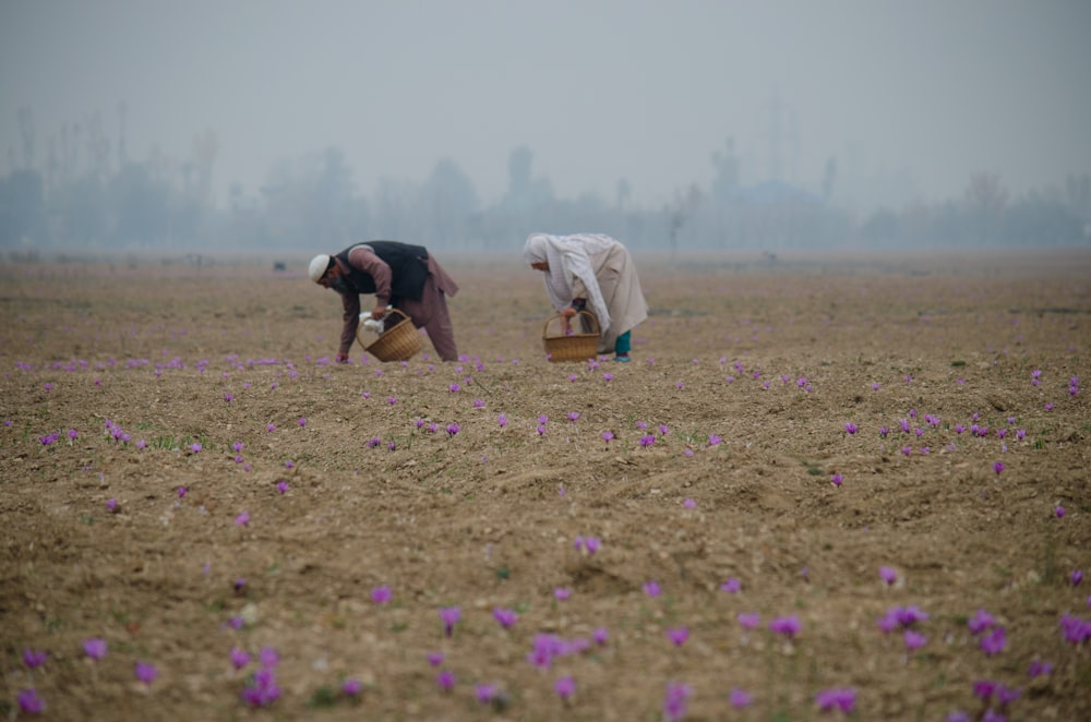 hombre recogiendo lavanda