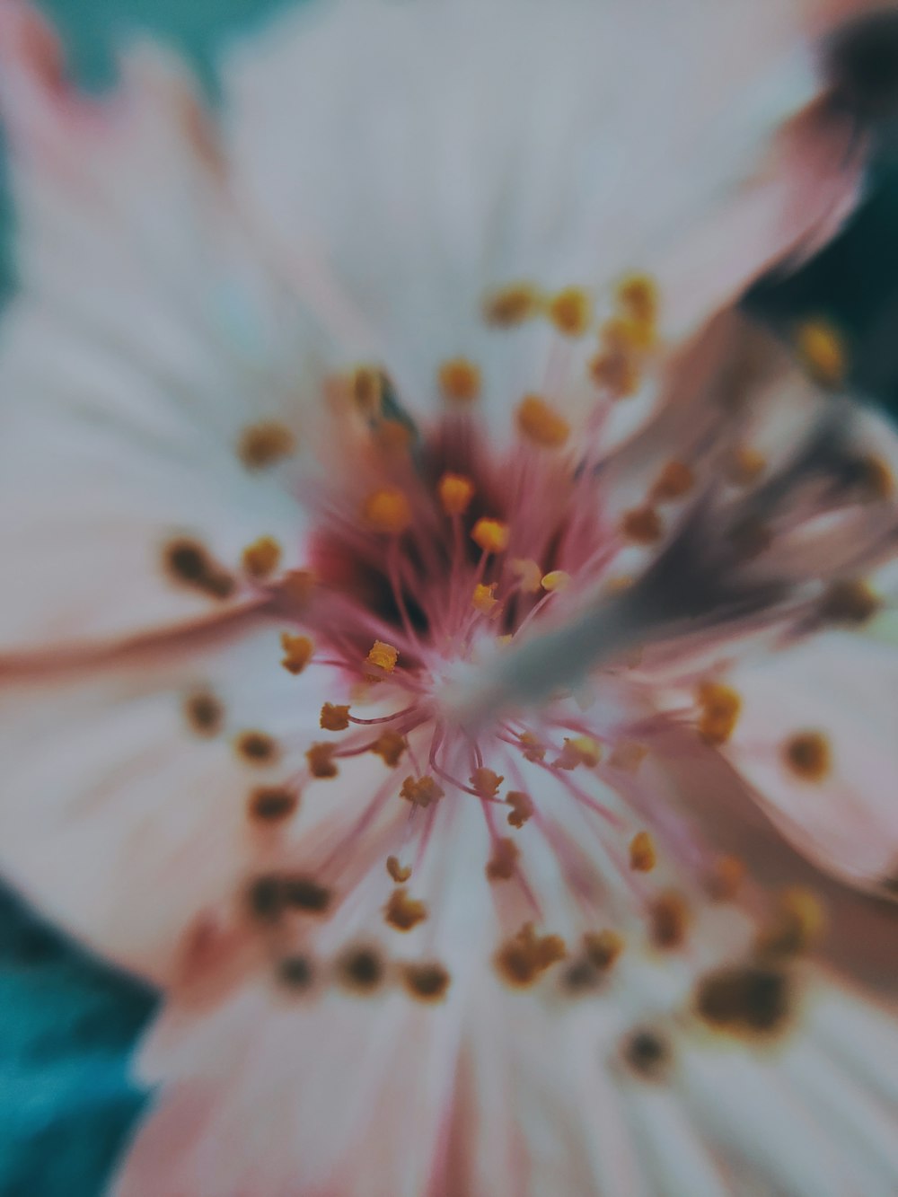 macro photography of flowers pollen