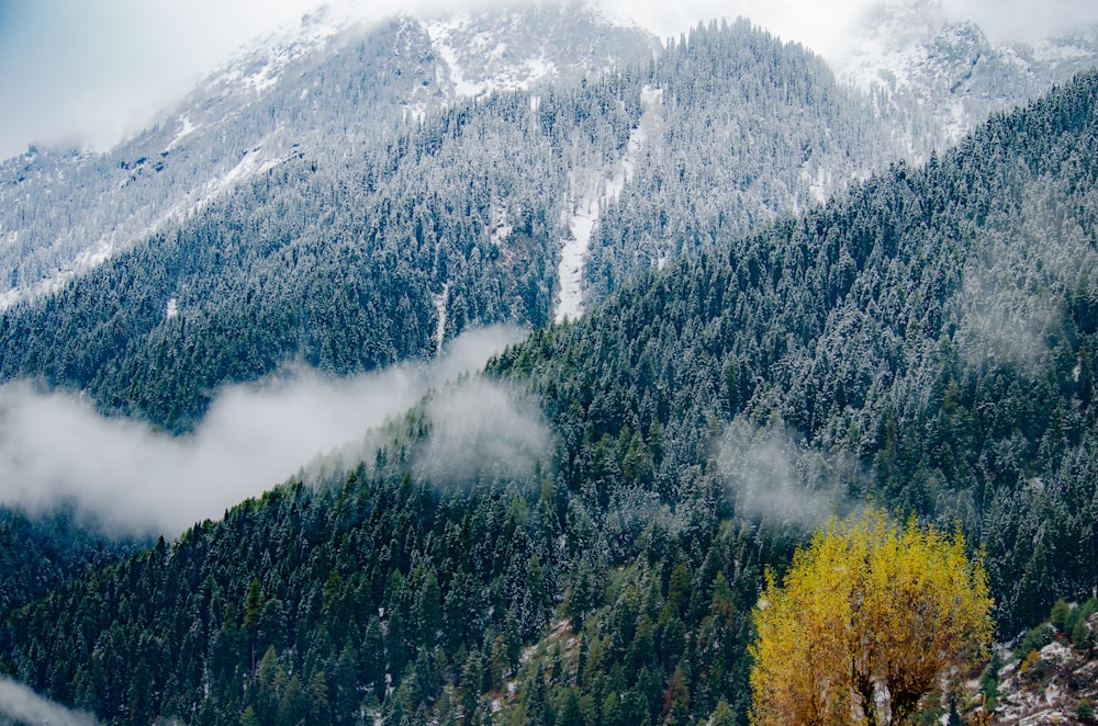 mountain covered trees