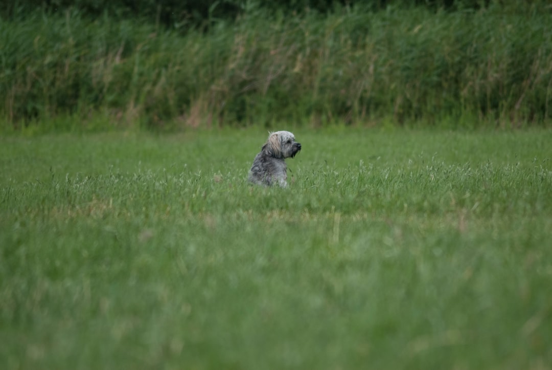 grey dog sitting on green grass field