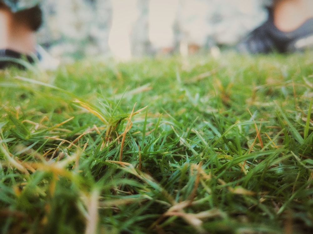 Grünes Gras Fokusfotografie mit selektivem Fokus