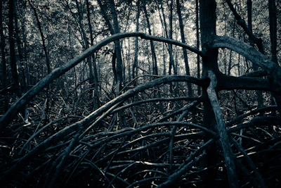 A misty morning over the dense Sundarbans mangrove forest, with sunlight filtering through the leaves.
