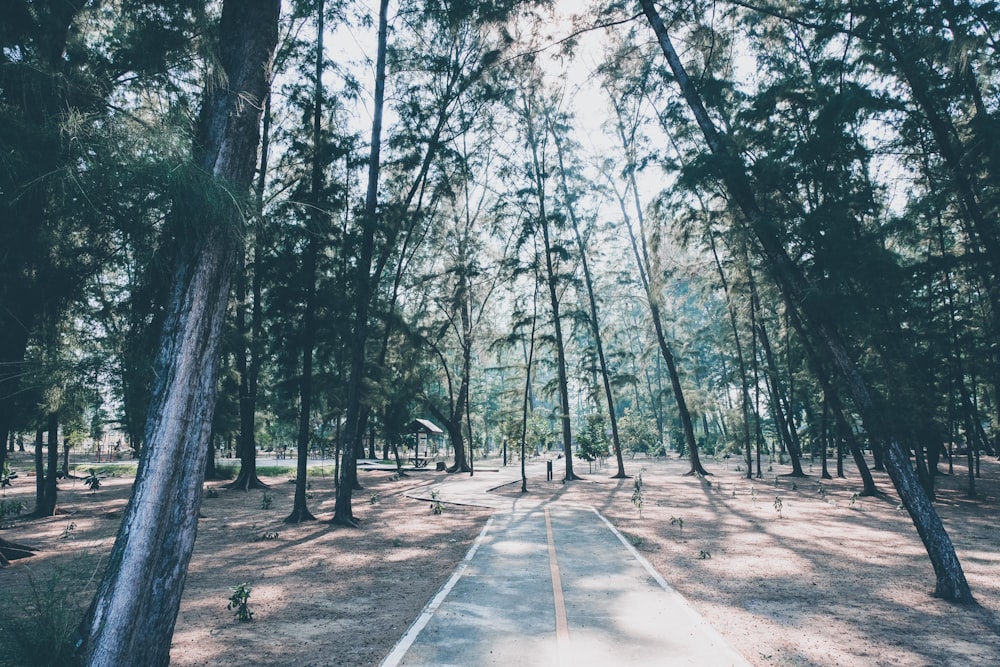 road surrounded by trees