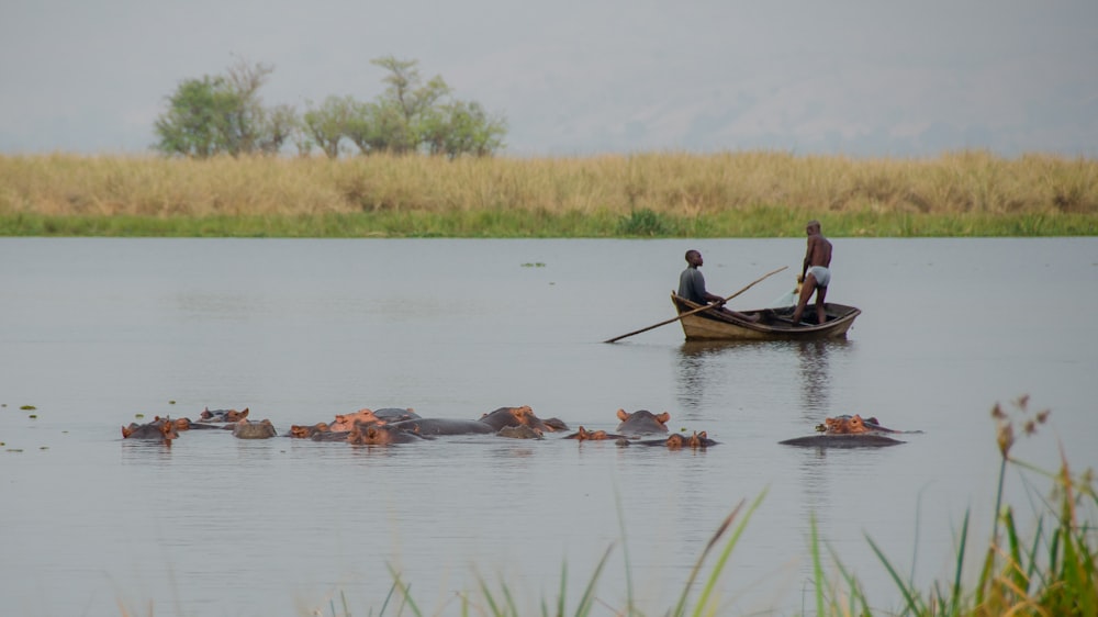 two men on boat near group of hippopotamus underwater