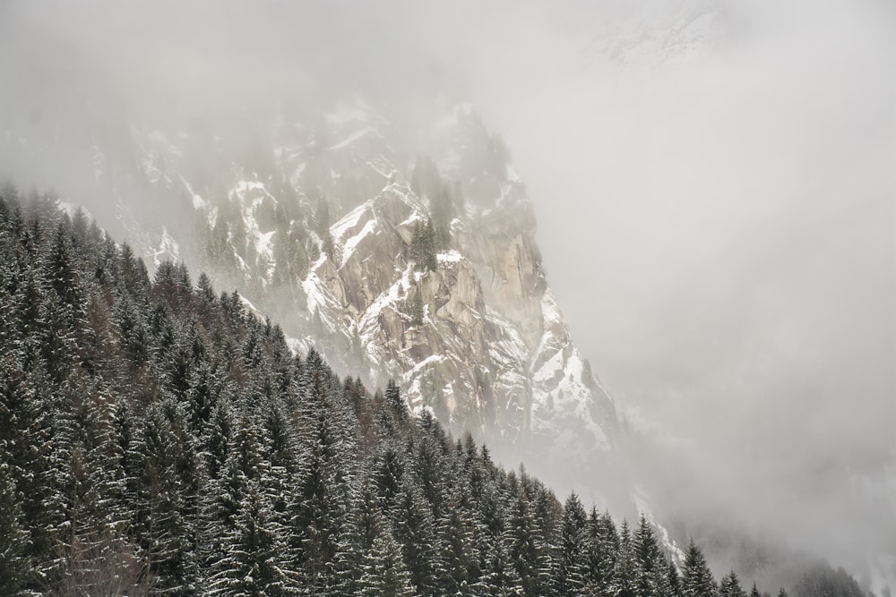 green pine trees