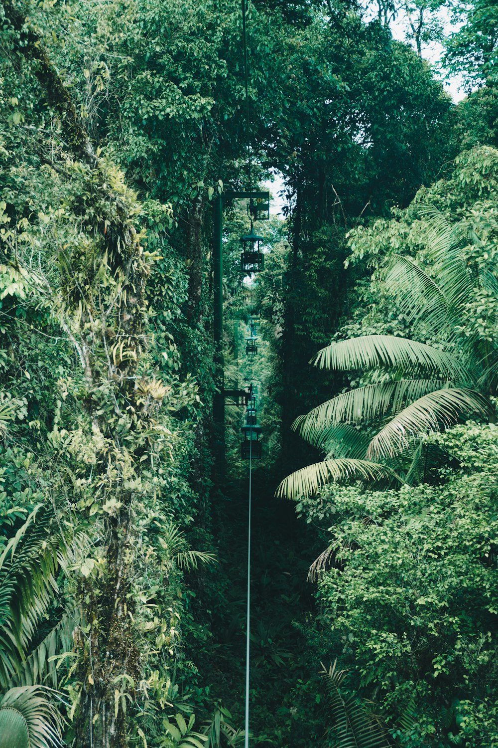 green plant pathway